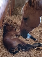 NAISSANCE POULAIN au DOMAINE DE CHABELLE